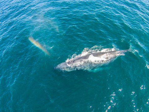 whale humpback wally drifts beaches oc known past canyon
